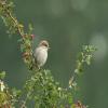 Red-backed Shrike